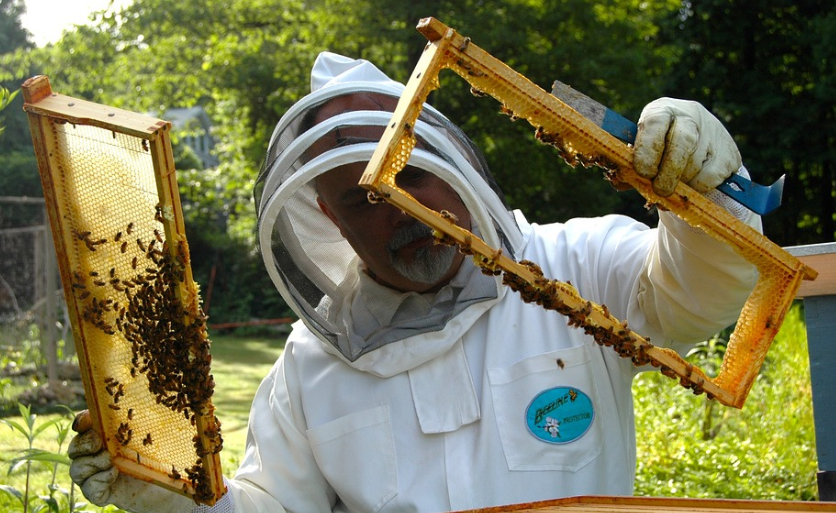 Bee Hives Suppliers in Kenya